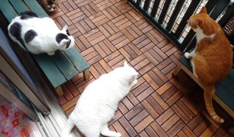 coco & fumi & Lin & Ryu