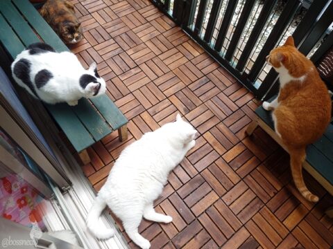 coco & fumi & Lin & Ryu