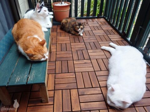 coco & fumi & Lin & Ryu