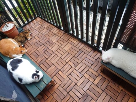 coco & fumi & Lin & Ryu