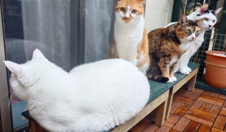 coco & fumi & Lin & Ryu