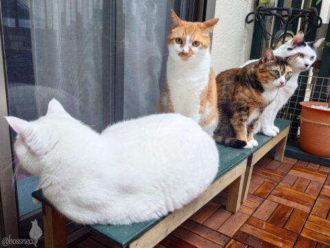 coco & fumi & Lin & Ryu