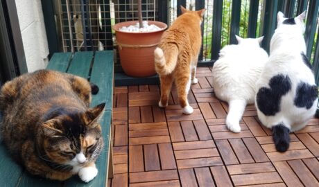 coco & fumi & Lin & Ryu