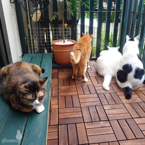 coco & fumi & Lin & Ryu