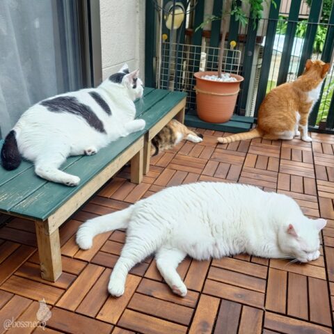 coco & fumi & Lin & Ryu