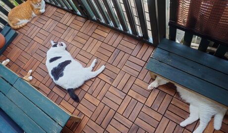 coco & fumi & Lin & Ryu