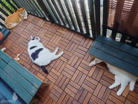 coco & fumi & Lin & Ryu