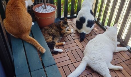 coco & fumi & Lin & Ryu