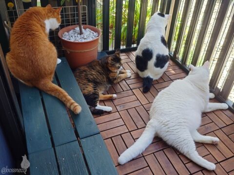 coco & fumi & Lin & Ryu