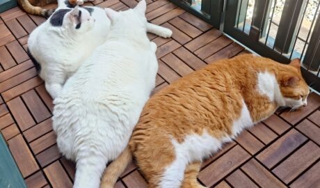 coco & fumi & Lin & Ryu