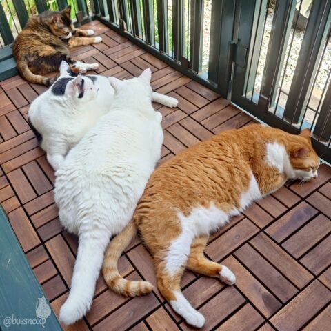 coco & fumi & Lin & Ryu