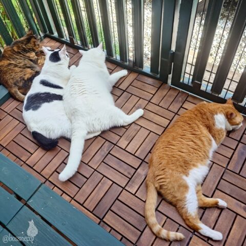 coco & fumi & Lin & Ryu