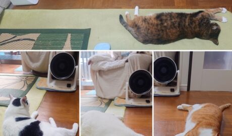 coco & fumi & Lin & Ryu