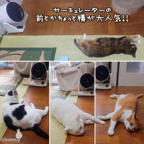 coco & fumi & Lin & Ryu