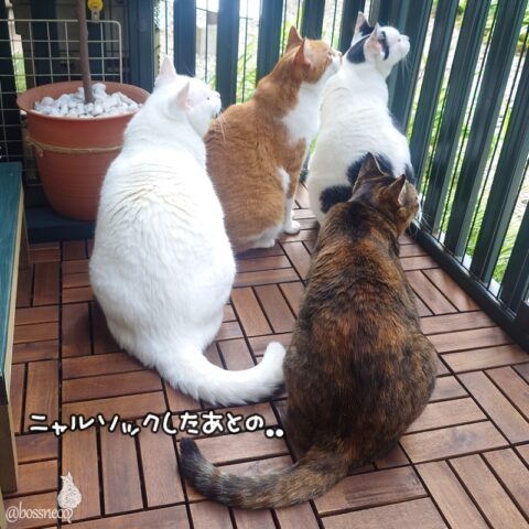 coco & fumi & Lin & Ryu