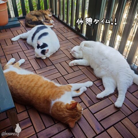 coco & fumi & Lin & Ryu