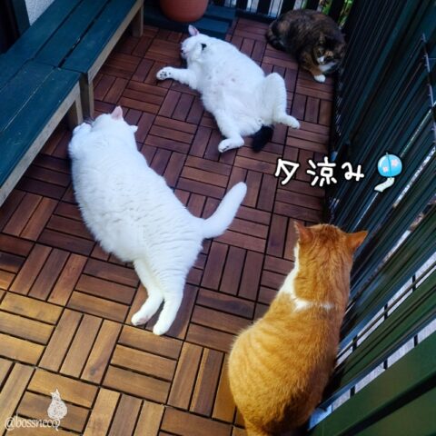 coco & fumi & Lin & Ryu