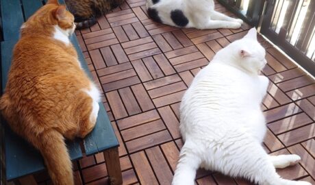 coco & fumi & Lin & Ryu