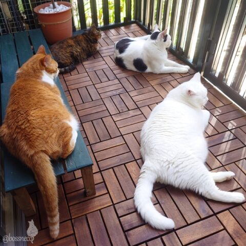 coco & fumi & Lin & Ryu