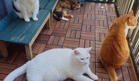 coco & fumi & Lin & Ryu