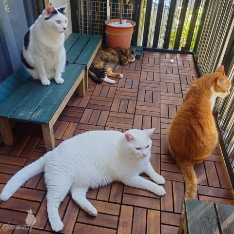 coco & fumi & Lin & Ryu