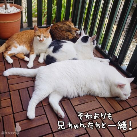 coco & fumi & Lin & Ryu