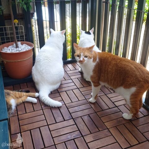 coco & fumi & Lin & Ryu