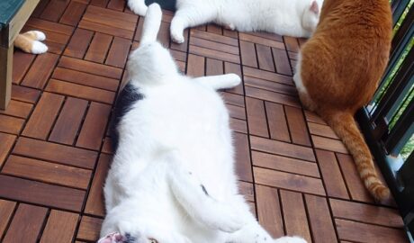 coco & fumi & Lin & Ryu