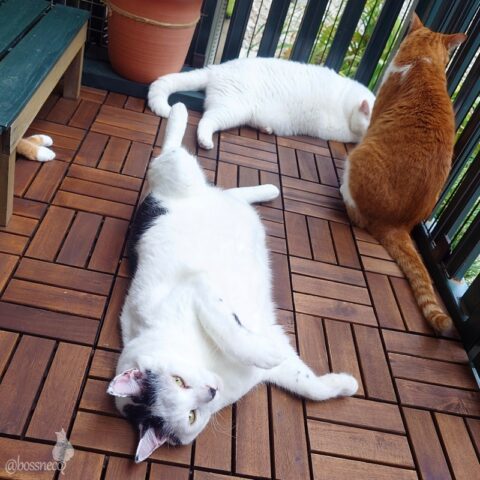 coco & fumi & Lin & Ryu