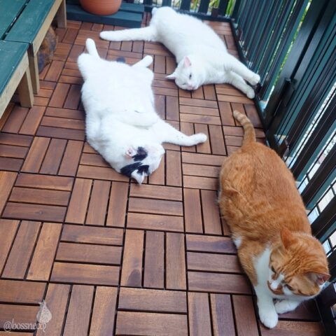 coco & fumi & Lin & Ryu