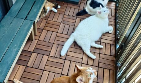 coco & fumi & Lin & Ryu