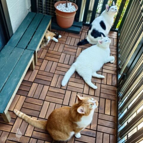 coco & fumi & Lin & Ryu