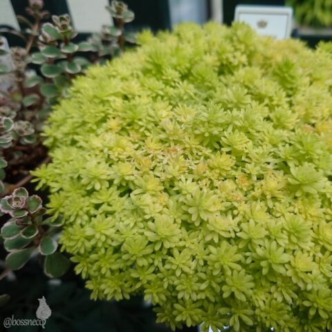 細葉オオゴンマンネングサ