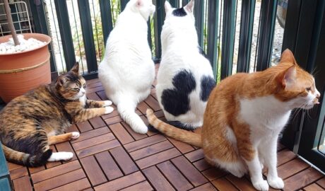 coco & fumi & Lin & Ryu