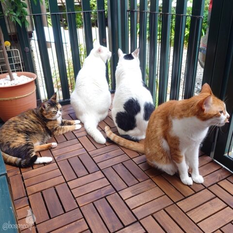 coco & fumi & Lin & Ryu