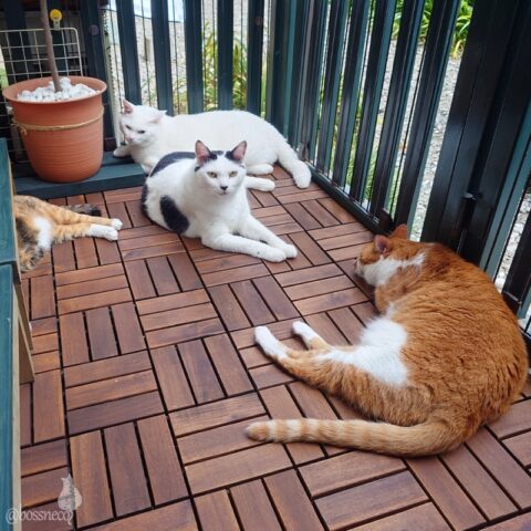 coco & fumi & Lin & Ryu