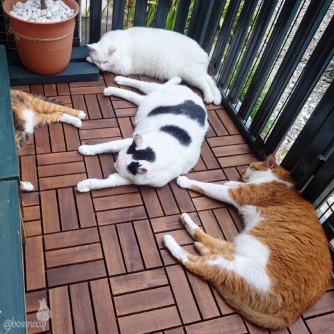 coco & fumi & Lin & Ryu