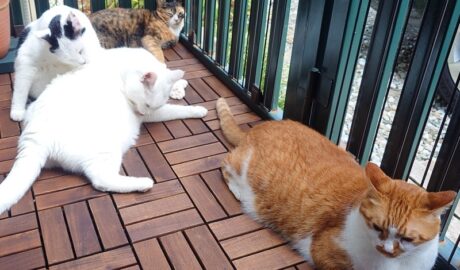 coco & fumi & Lin & Ryu