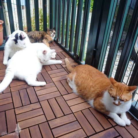 coco & fumi & Lin & Ryu