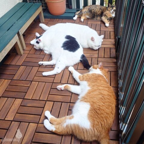 coco & fumi & Lin & Ryu