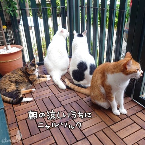 coco & fumi & Lin & Ryu