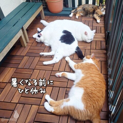 coco & fumi & Lin & Ryu