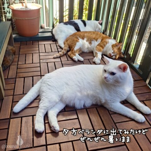 coco & fumi & Lin & Ryu