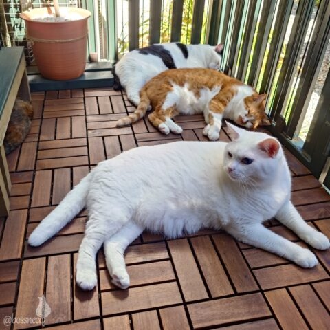 coco & fumi & Lin & Ryu