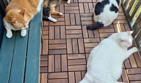 coco & fumi & Lin & Ryu