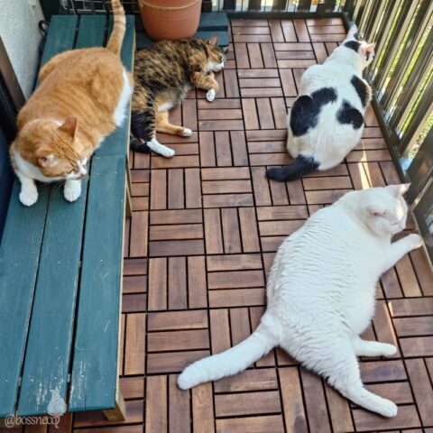 coco & fumi & Lin & Ryu