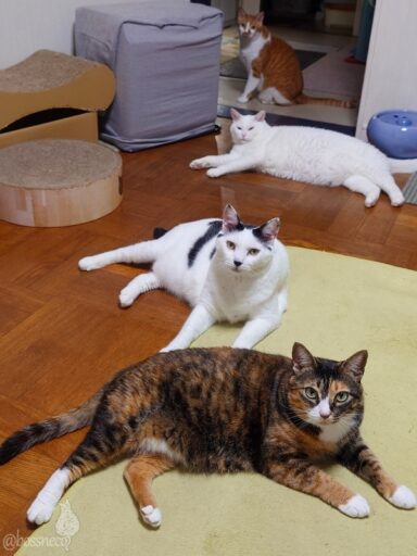 coco & fumi & Lin & Ryu