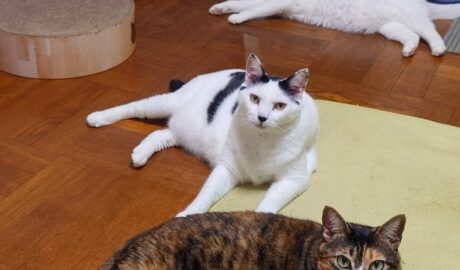 coco & fumi & Lin & Ryu