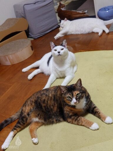 coco & fumi & Lin & Ryu