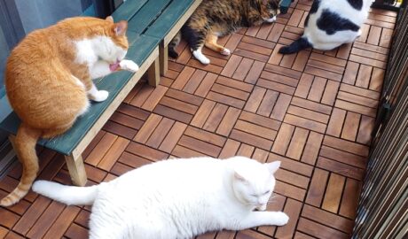 coco & fumi & Lin & Ryu